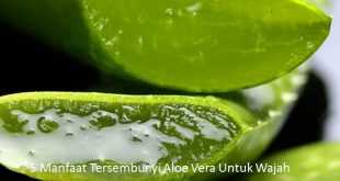 5 Manfaat Tersembunyi Aloe Vera Untuk Wajah