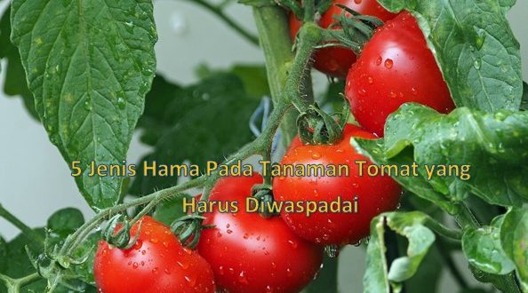 5 Jenis Hama Pada Tanaman Tomat yang Harus Diwaspadai