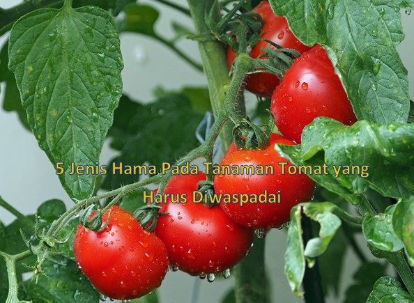 5 Jenis Hama Pada Tanaman Tomat yang Harus Diwaspadai